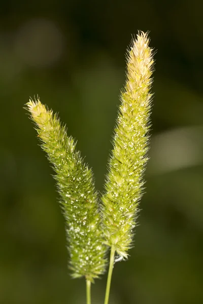 Caperucita Hierba canaria — Foto de Stock