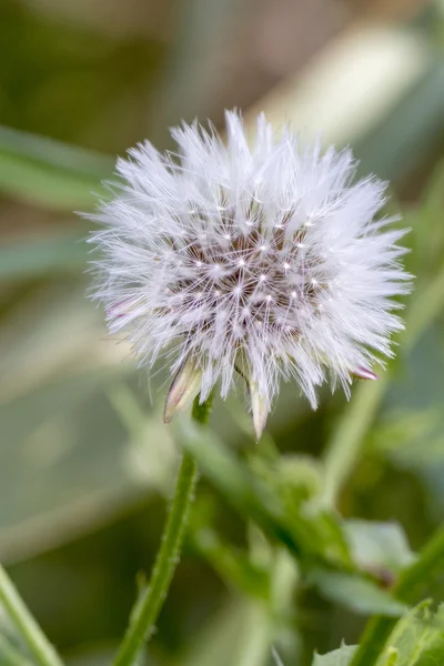 Diente de león —  Fotos de Stock