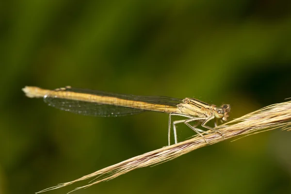 Motýlice bílá Featherleg (Platycnemis latipes) — Stock fotografie