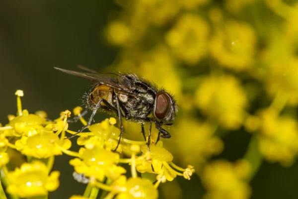 Common fly — Stock Photo, Image