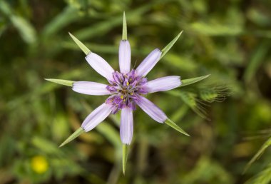 tragopogon hybridus çiçek