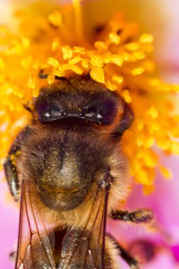Nektarı toplamak Avrupa bal arı (Apis mellifera)