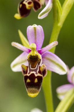 Arı orkide (ophrys apifera) çiçek.
