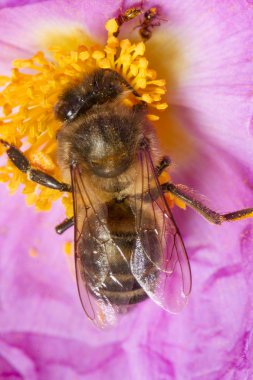 Nektarı toplamak Avrupa bal arı (Apis mellifera)