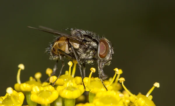 Gemeine Fliege — Stockfoto