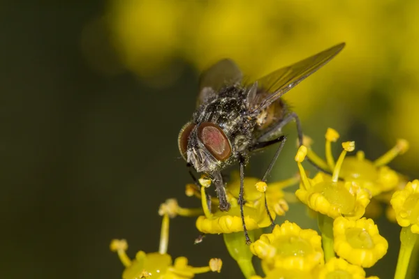 Common fly — Stock Photo, Image