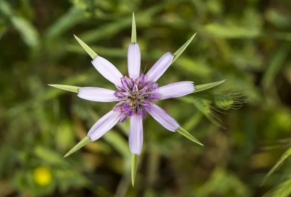 Tragopogon hybridus flower — Stock Photo, Image