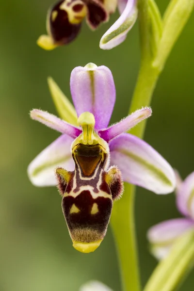 Blüte der Bienen-Orchidee (ophrys apifera). — Stockfoto