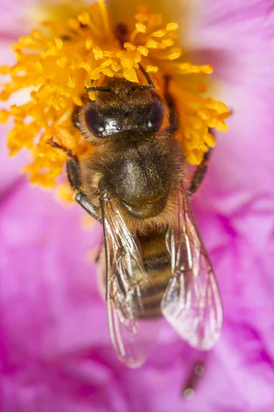 Ape mellifera (Apis mellifera) europea che raccoglie nettare — Foto Stock