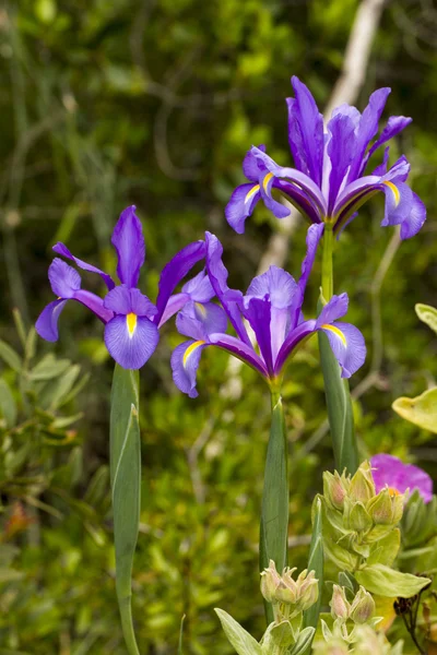 Iris español  ( —  Fotos de Stock