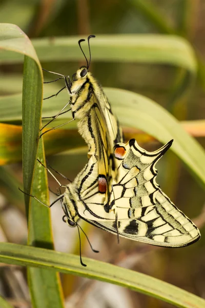 Swallowtail (Papilio machaon) butterfly — Stock Photo, Image