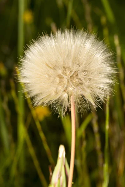 Leontodon hispidus flower — Stock Photo, Image