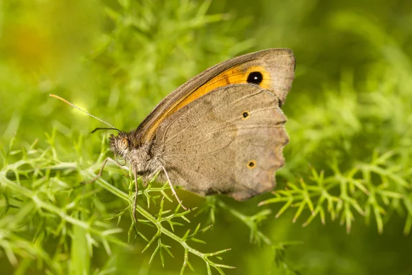 Ängen brun — Stockfoto