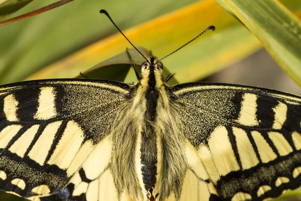Bella farfalla Coda Rondine (Papilio machaon) — Foto Stock
