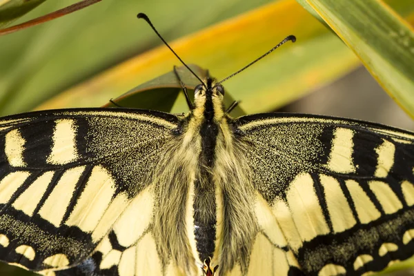 Beau papillon à queue d'hirondelle (Papilio machaon) — Photo