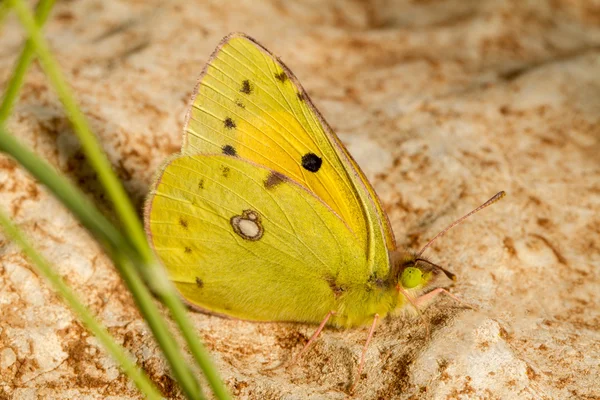 Amarelo Nublado (Colias croceus) inseto borboleta — Fotografia de Stock