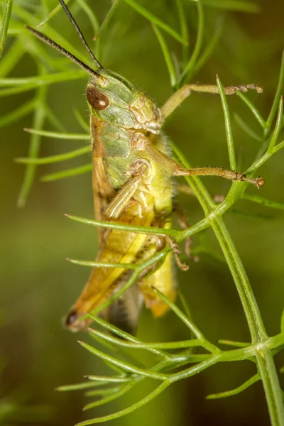 Saltamontes verdes — Foto de Stock