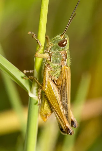 Green grasshopper — Stock Photo, Image