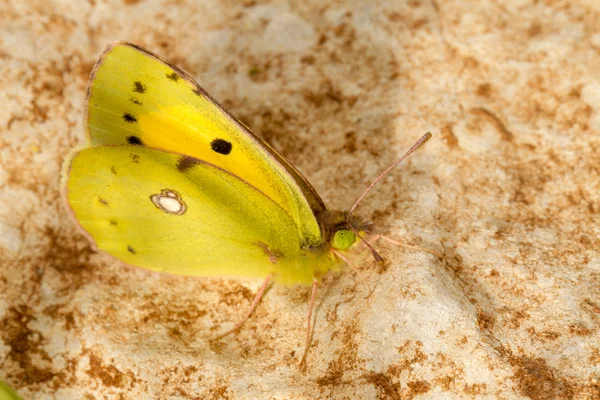 Amarillo Nublado (Colias croceus) insecto mariposa — Foto de Stock