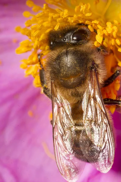 Pszczoła miodna (Apis mellifera) zbiera nektar — Zdjęcie stockowe