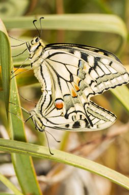 Güzel (Papilio machaon) Swallowtail kelebek