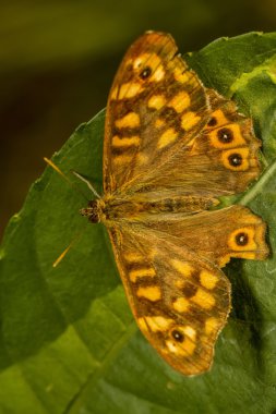 Benekli ahşap (Pararge aegeria) kelebek böcek