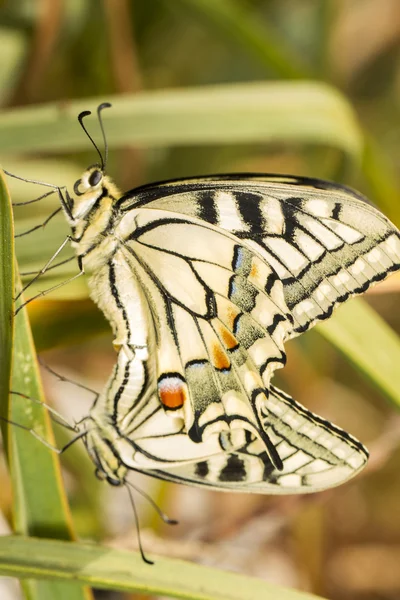 Rabo de andorinha bonito (Papilio machaon) borboleta — Fotografia de Stock