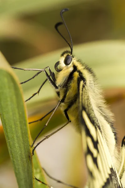 Beau papillon à queue d'hirondelle (Papilio machaon) — Photo