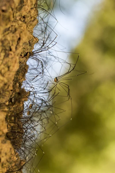 Пауки Opiliones — стоковое фото