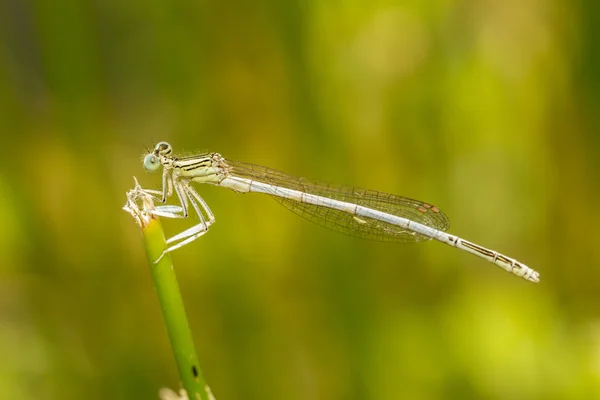 Pierna de pluma blanca (Platycnemis latipes) mosca damisela — Foto de Stock