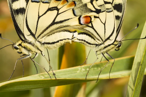 Bella farfalla Coda Rondine (Papilio machaon) — Foto Stock