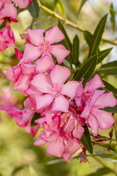 Oleander Flowers — Stock Photo, Image