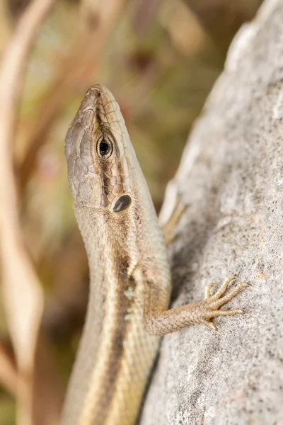 Lézard Psammodromus algérien — Photo