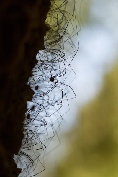 Opiliones ragni — Foto Stock