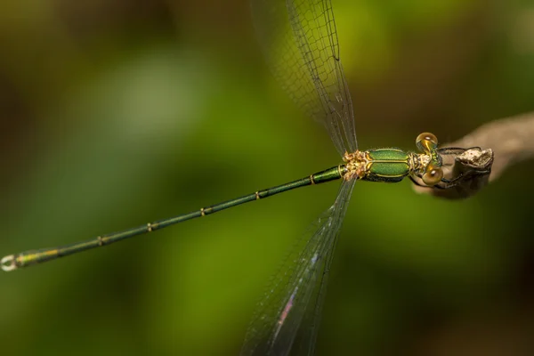 Damselfly esmeralda do sul — Fotografia de Stock