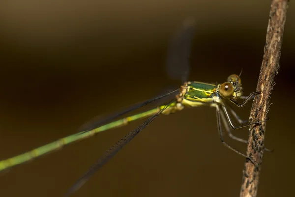 Damselfly esmeralda del sur — Foto de Stock