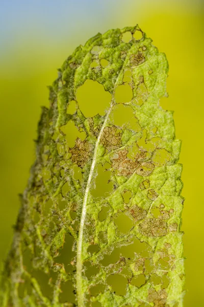 Hoja masticada por orugas . — Foto de Stock