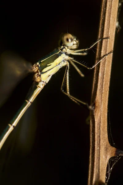 Southern Emerald Damselfly — Stock Photo, Image