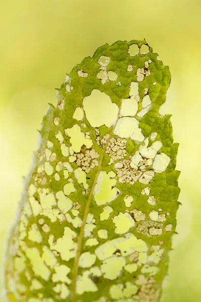 Leaf chewed by caterpillars. — Stock Photo, Image