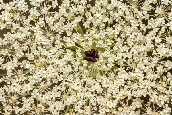 Wild Carrot — Stock Photo, Image