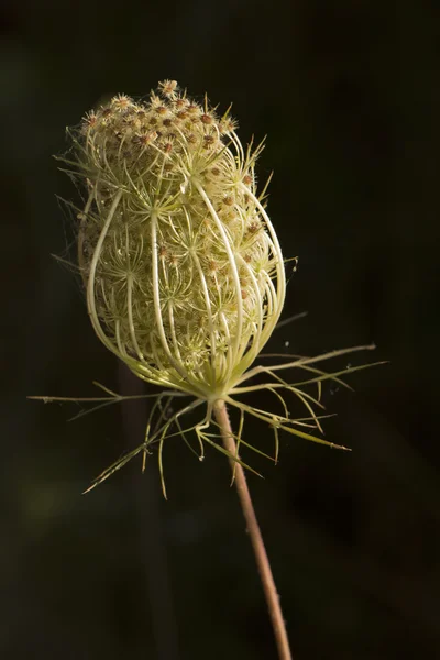 Wilde Möhre — Stockfoto