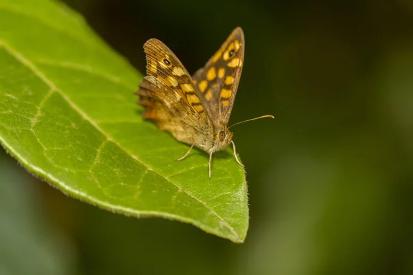 Madeira manchada (Pararge aegeria) borboleta — Fotografia de Stock