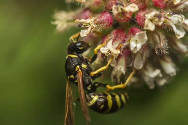 European wasp — Stock Photo, Image