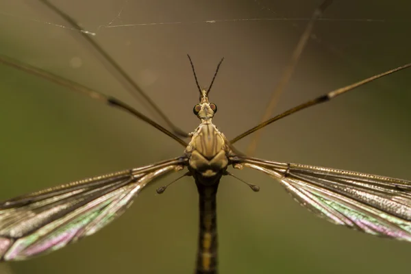 Crane fly insect — Stock Photo, Image