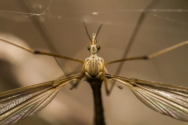 Crane fly insect — Stock Photo, Image