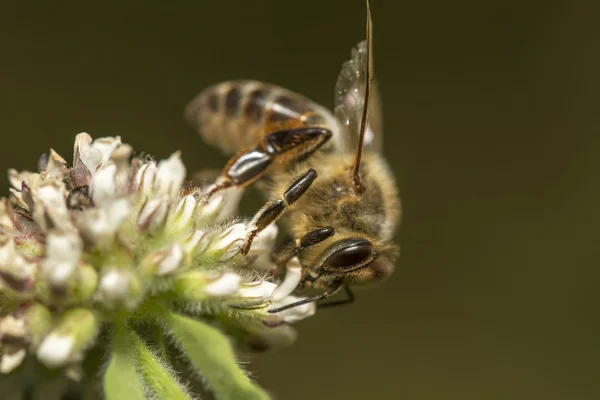 Μέλισσα — Φωτογραφία Αρχείου