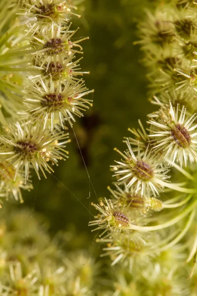 Wild Carrot — Stock Photo, Image