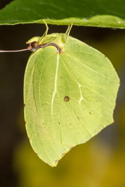 Schöne Gonepteryx cleopatra Schmetterlingsinsekt. — Stockfoto