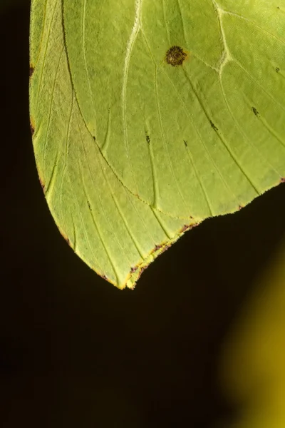 美しいヤマキチョウ クレオパトラ蝶昆虫. — ストック写真