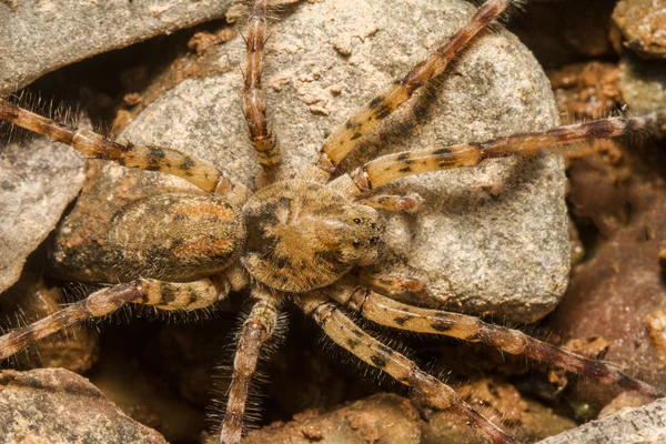 Zoropsis spinimana spider. — Stock Photo, Image